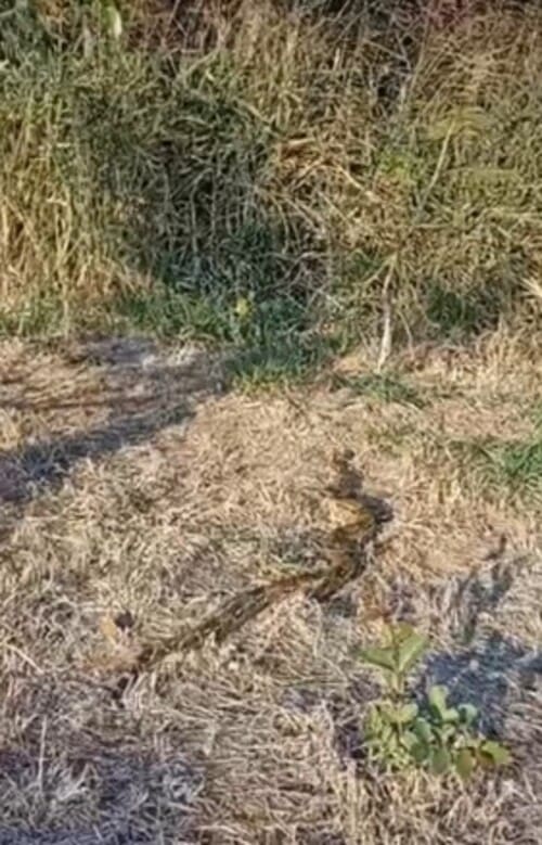 Jiboia é flagrada em horto de Cantagalo na região serrana do Rio de Janeiro