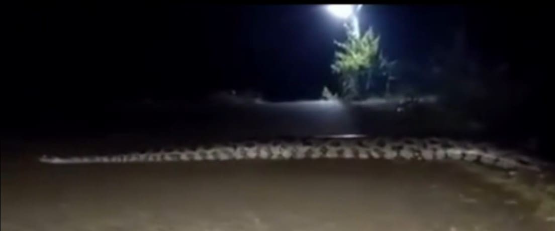 Jiboia é filmada em Jacarepaguá no Rio de Janeiro
