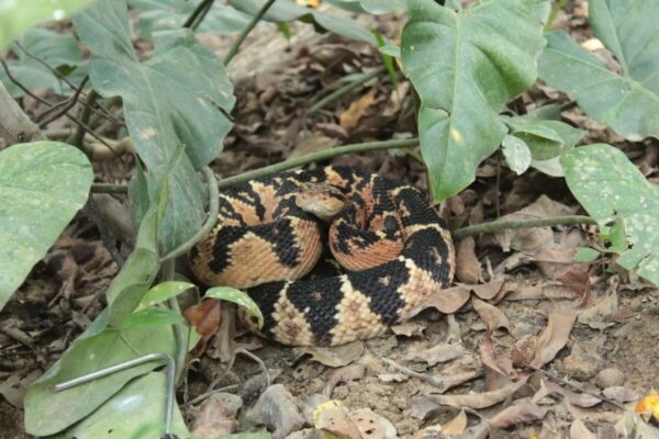 Lachesis Rhombeata descoberta no Rio de Janeiro - espécie já está ameaçada de extinção - Foto - Rodrigo Leite