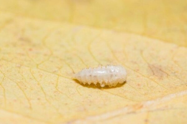 Larva foi encontrada em produto dentro das Lojas Americanas de Nova Friburgo