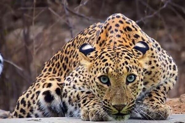 Leopardo é flagrado na Índia ao tomar água em Santuário