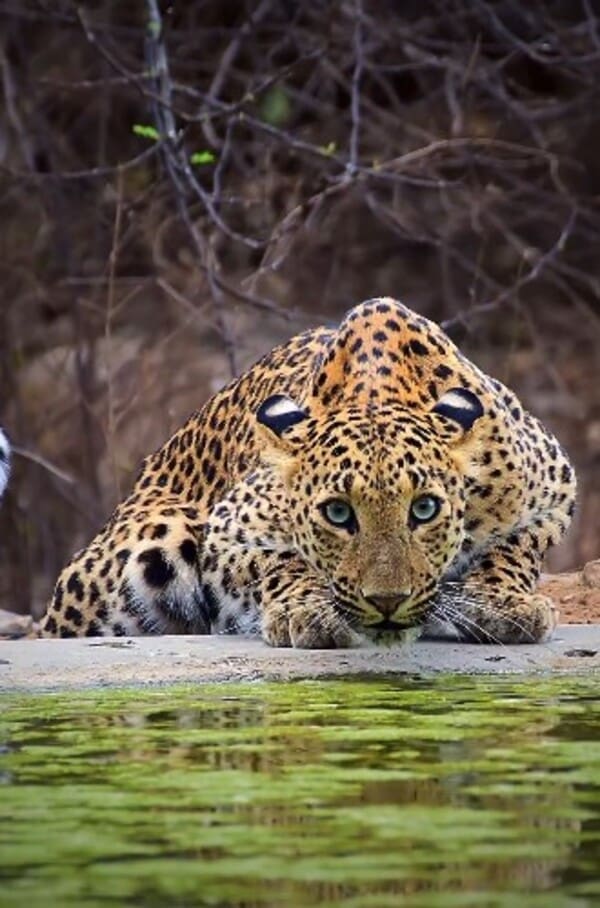 Leopardo é flagrado na Índia ao tomar água em Santuário