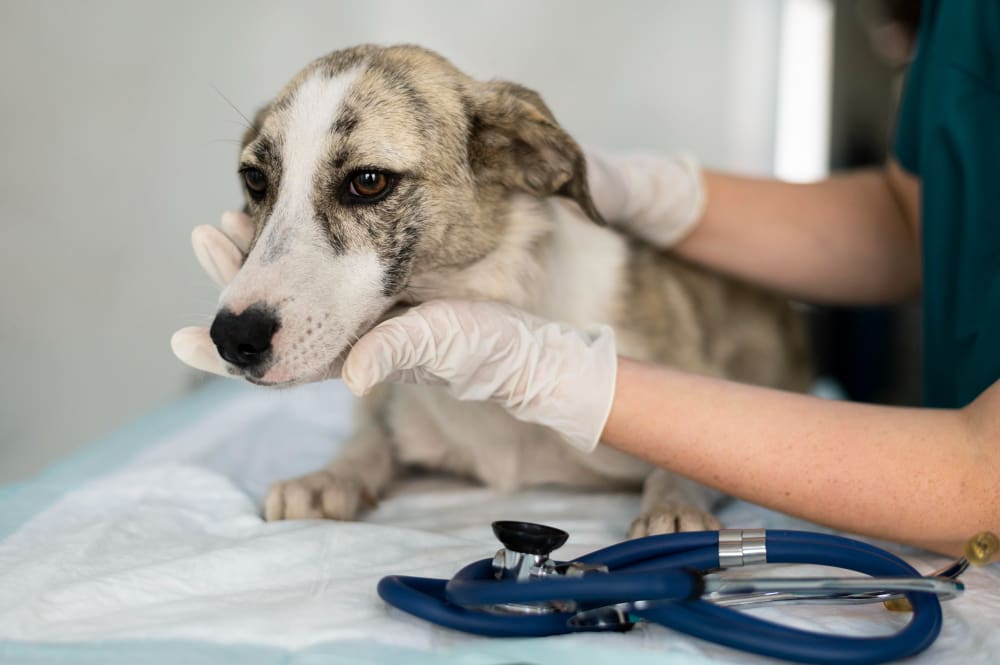 Licitação para castrações de animais em Nova Friburgo está suspensa e não tem data para acontecer