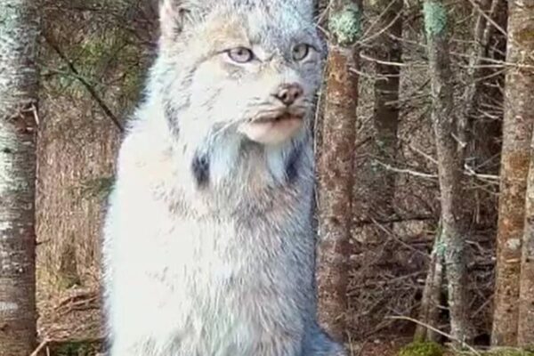 Lince do Canadá é filmado em floresta da região e encanta biólogos