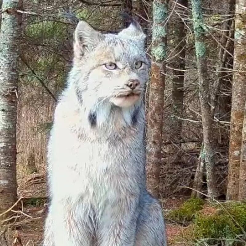 Lince do Canadá é filmado em floresta da região e encanta biólogos