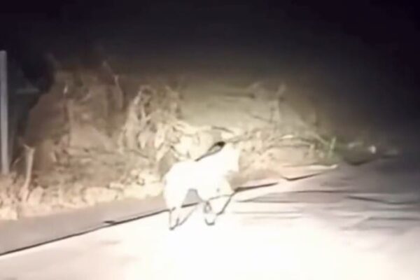 Lobo-Guará é avistado na cidade de Cantagalo, na região serrana do Rio de Janeiro