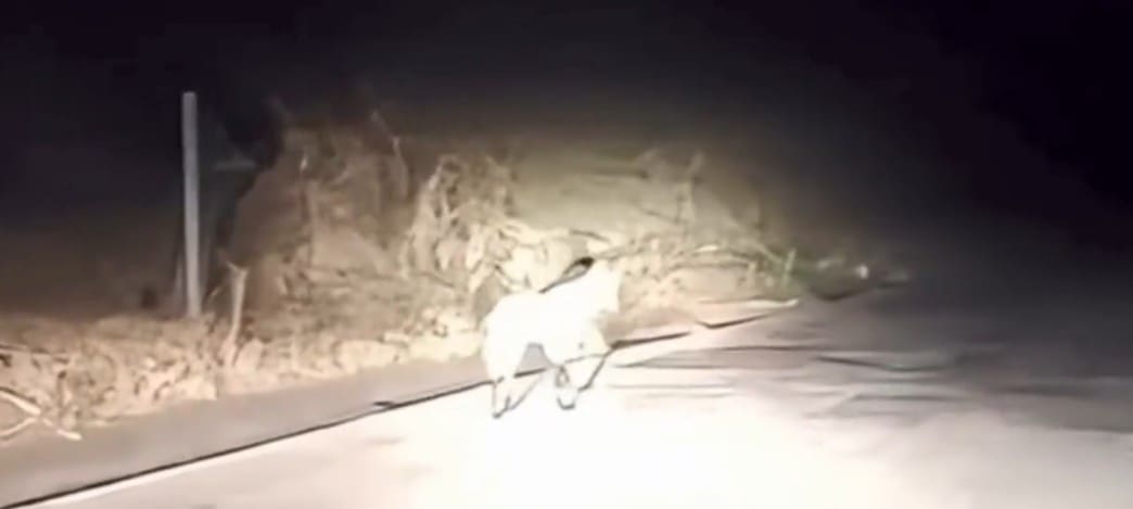 Lobo-Guará é avistado na cidade de Cantagalo, na região serrana do Rio de Janeiro