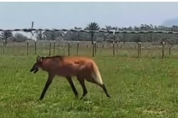 Lobo Guará é avistado no campus da UFRRJ, em Seropédica, e surpreende estudantes