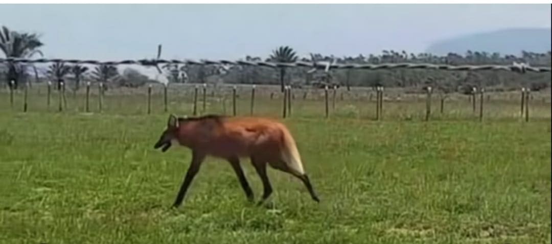 Lobo Guará é avistado no campus da UFRRJ, em Seropédica, e surpreende estudantes
