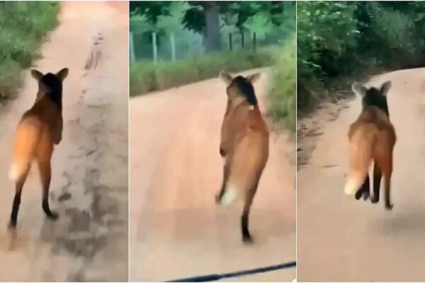 Lobo Guará é avistado por crianças em Cantagalo