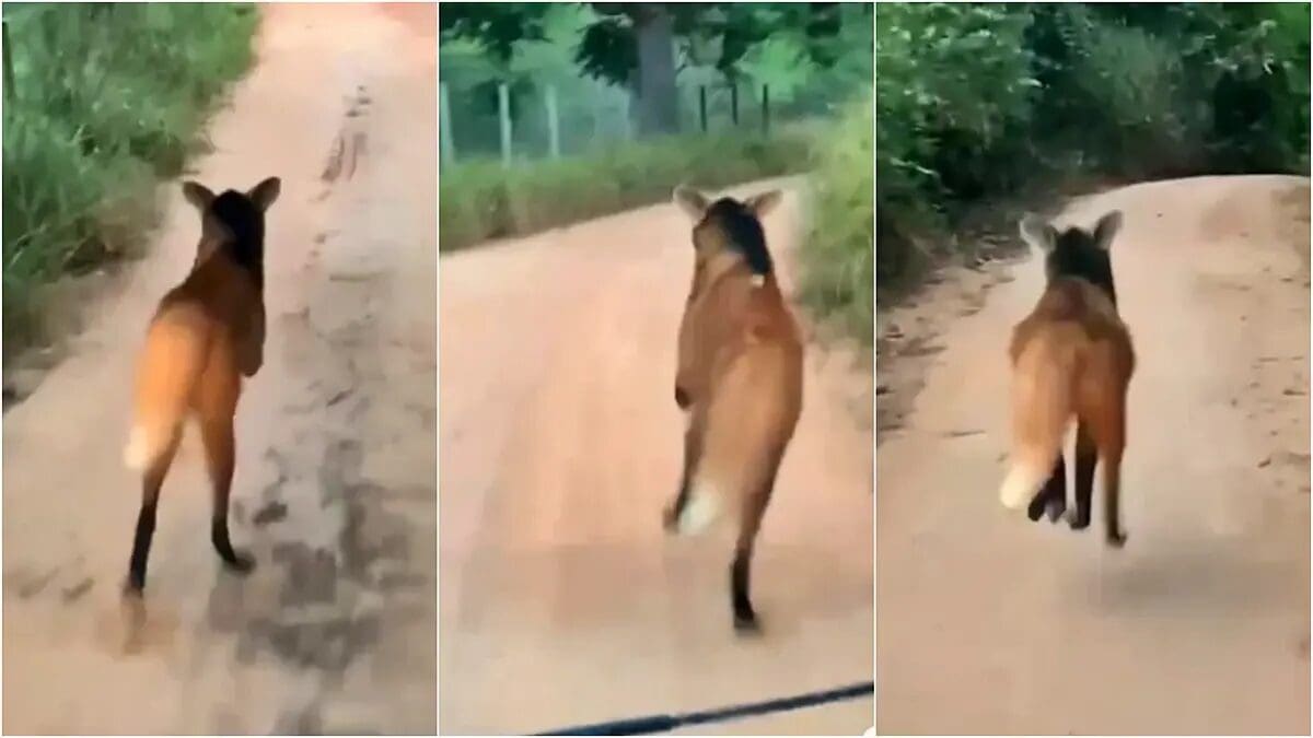 Lobo Guará é avistado por crianças em Cantagalo