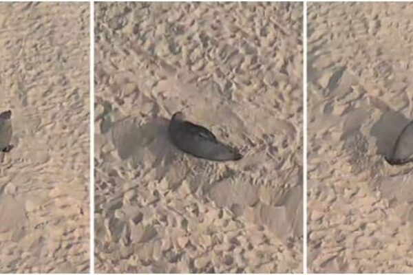 Lobo-Marinho chega ao Rio de Janeiro e descansa na praia de Ipanema. Animal virou sensação e imagens viralizaram nas redes sociais