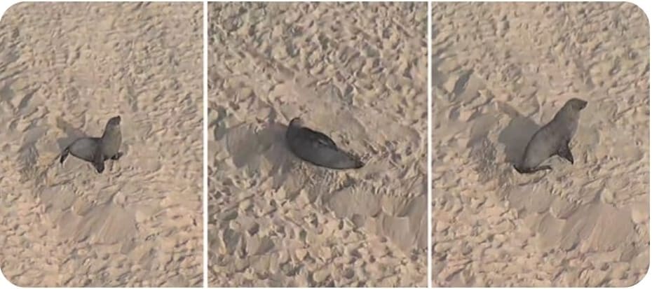 Lobo-Marinho chega ao Rio de Janeiro e descansa na praia de Ipanema. Animal virou sensação e imagens viralizaram nas redes sociais