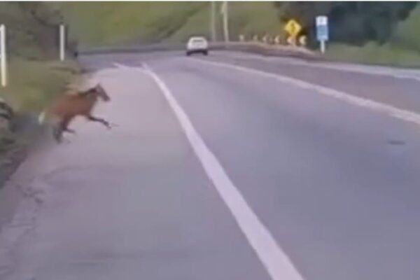 Lobo-guará é avistado atravessando rodovia na altura de Três Rios, no Estado do Rio de Janeiro