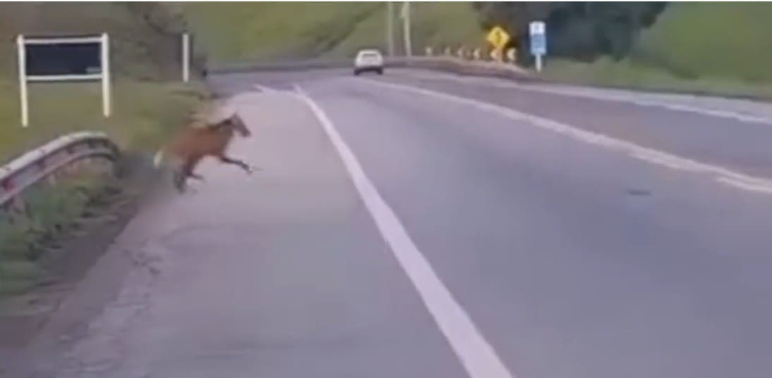 Lobo-guará é avistado atravessando rodovia na altura de Três Rios, no Estado do Rio de Janeiro