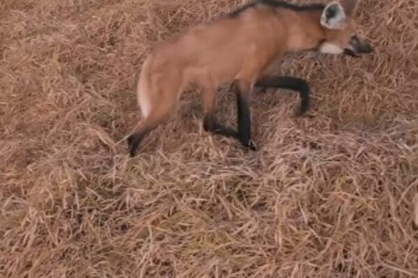 Lobo-guará é filmado em Duas Barras no interior do Rio de Janeiro