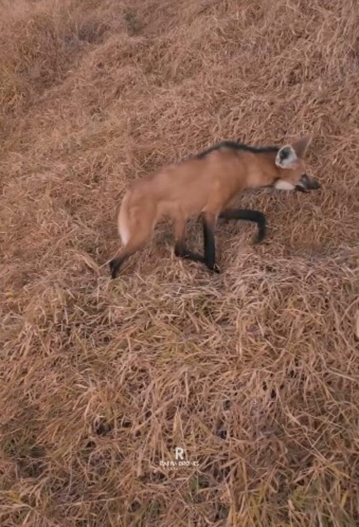 Lobo-guará é filmado em Duas Barras no interior do Rio de Janeiro