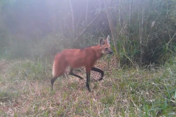Lobo-guará foi avistado mais uma vez no Parque Estadual dos Três Picos - Foto Aventura Animal