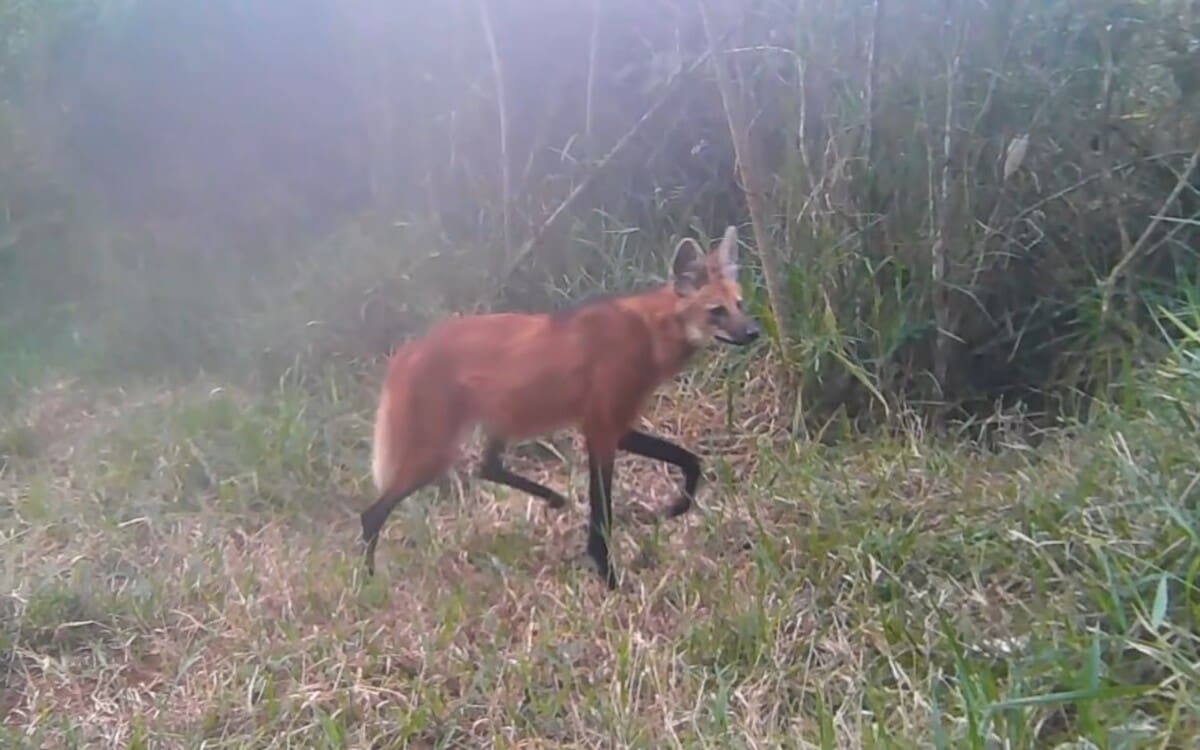Lobo-guará foi avistado mais uma vez no Parque Estadual dos Três Picos - Foto Aventura Animal