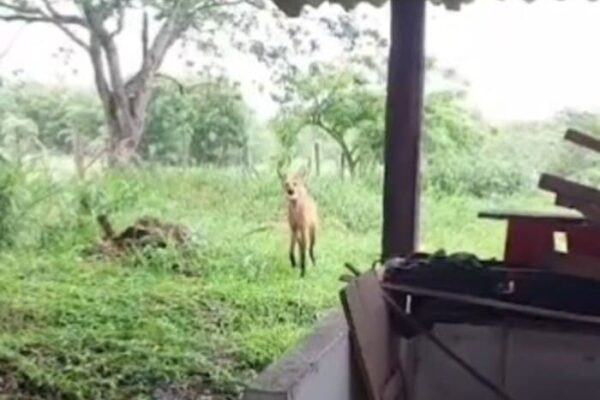 Lobo-guará retorna a UFRRJ e é flagrado dentro do campus