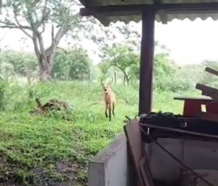 Lobo-guará retorna a UFRRJ e é flagrado dentro do campus