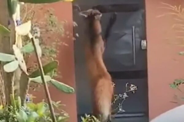 Lobo-guará tenta entrar em casa no interior do Rio de Janeiro