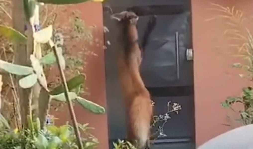 Lobo-guará tenta entrar em casa no interior do Rio de Janeiro