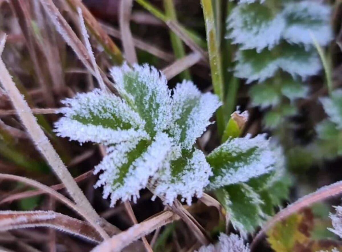 Madrugada fria indica que houve geada em cidades do Rio de Janeiro - Foto ClimaTempo