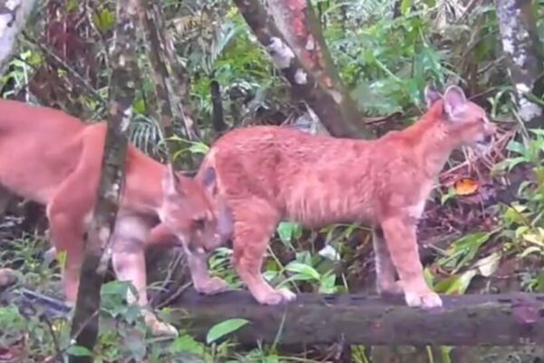 Mães e filhotes da Mata Atlântica em raro registro