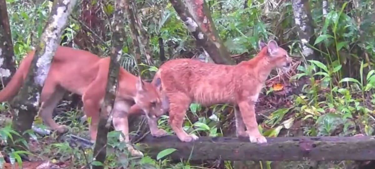 Mães e filhotes da Mata Atlântica em raro registro