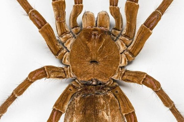 Maior aranha do mundo é um tarântula brasileira encontrada na Amazônia - Foto CC - Didier Descouens