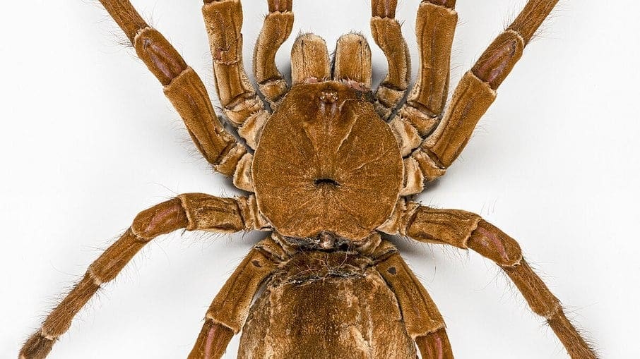 Maior aranha do mundo é um tarântula brasileira encontrada na Amazônia - Foto CC - Didier Descouens
