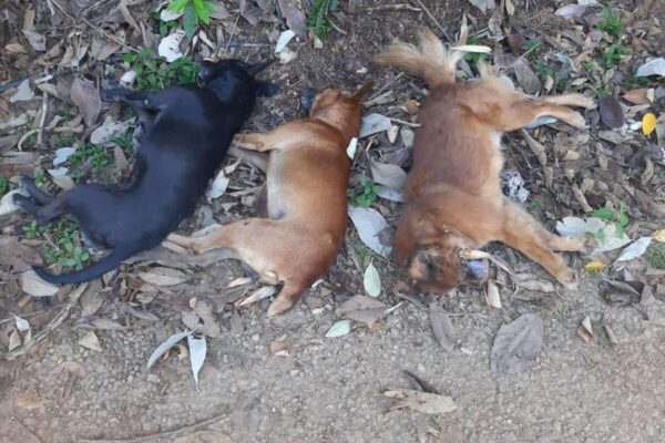 Mais três cães são assassinados em Nova Friburgo e protetores de animais estão revoltados