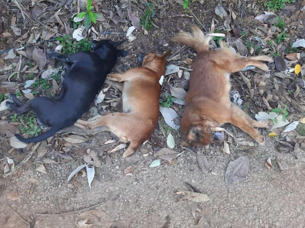 Mais três cães são assassinados em Nova Friburgo e protetores de animais estão revoltados