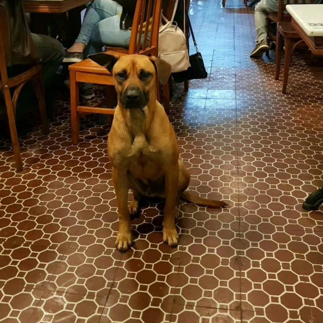 Manteiga e Fumaça estão desaparecidos em Nova Friburgo e Bar America faz apelo (1)