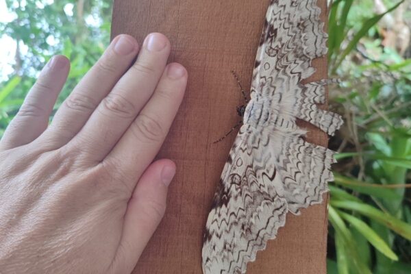 Mariposa Imperador é flagrada no Parque Estadual dos Três Picos em Nova Friburgo por Rominique Schimdt (2)