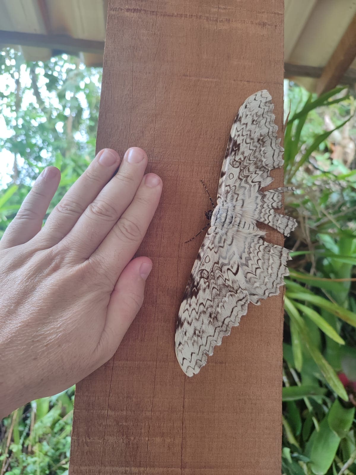 Mariposa Imperador é flagrada no Parque Estadual dos Três Picos em Nova Friburgo por Rominique Schimdt (2)