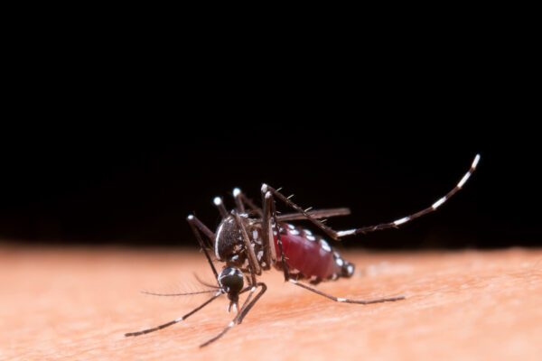 Mosquito da dengue fez mais vítimas fatais em Nova Friburgo-RJ