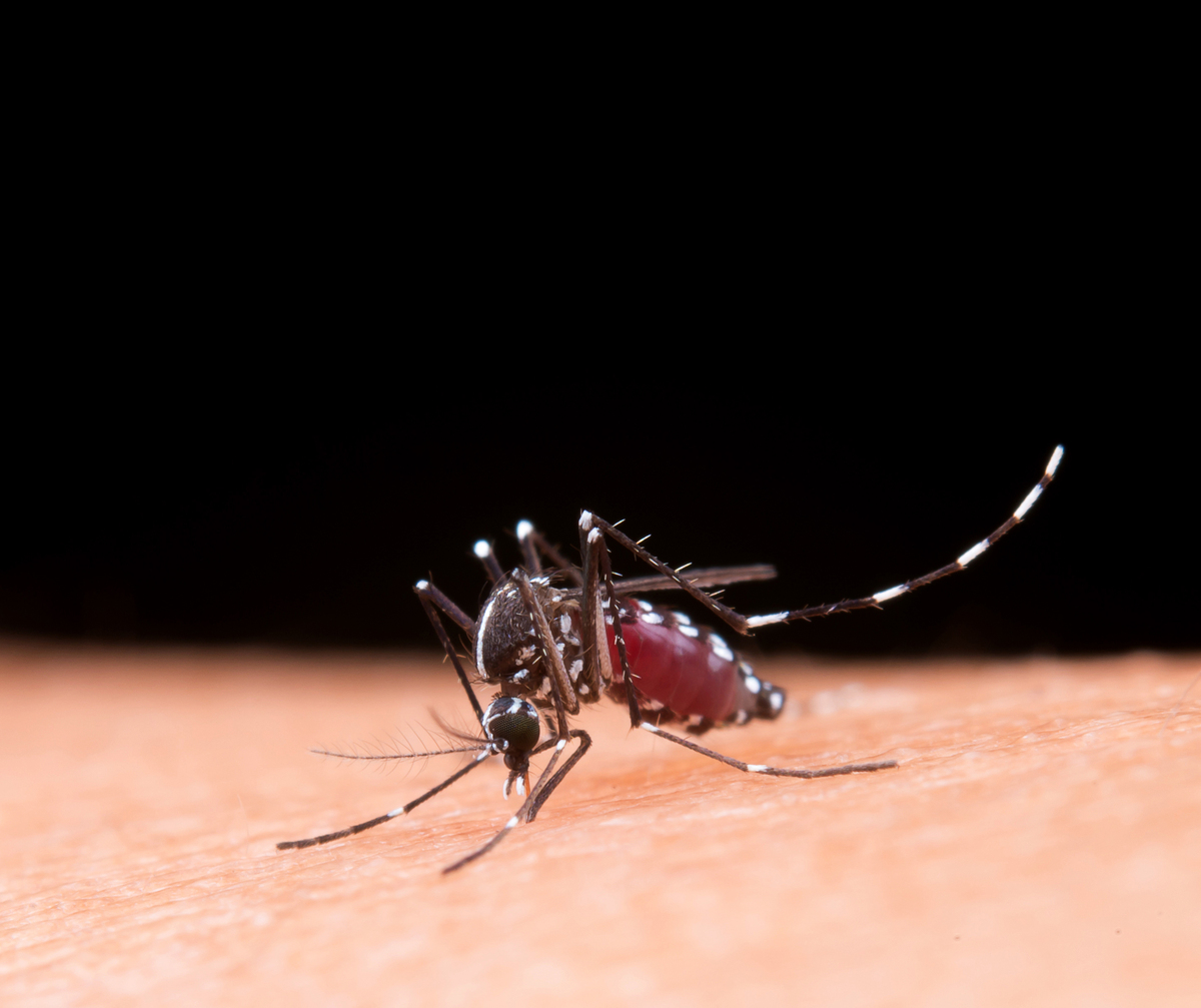 Mosquito da dengue fez mais vítimas fatais em Nova Friburgo-RJ