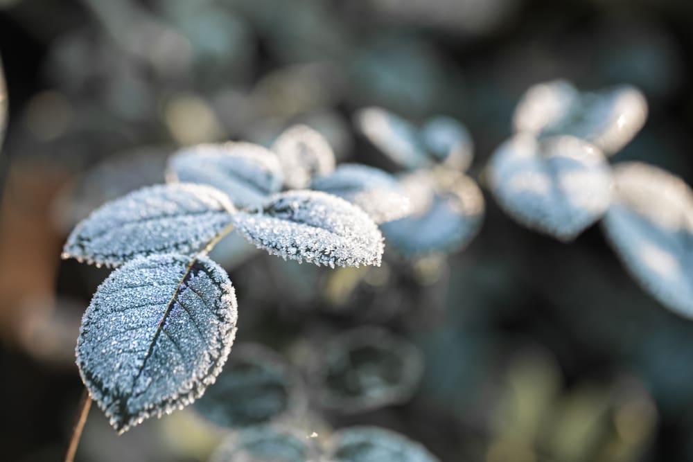 Município de Minas Gerais faz temperatura negativa e no RJ, Nova Friburgo é o mais frio
