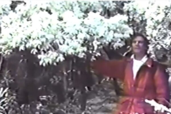 Neve - Nevasca em Itatiaia na década de 1980 no Estado do Rio de Janeiro