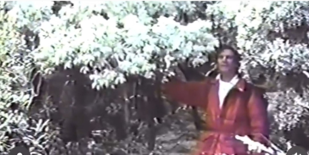 Neve - Nevasca em Itatiaia na década de 1980 no Estado do Rio de Janeiro