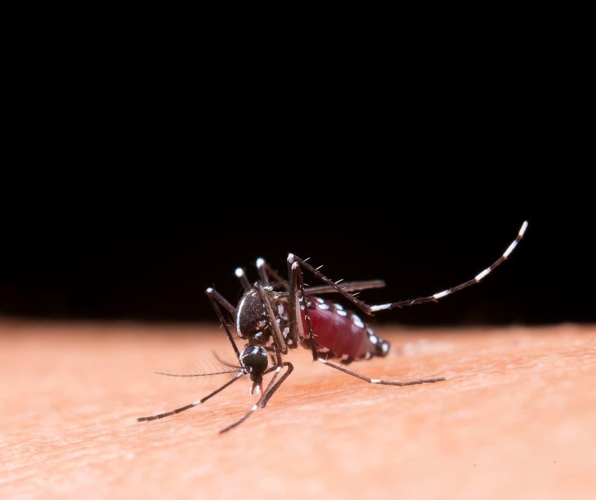 Nova Friburgo tem alto risco para surto de dengue revela pesquisa da Prefeitura