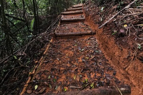 Nova Trilha do Parque Estadual dos Três Picos tem quase 1 km e fica em Teresópolis