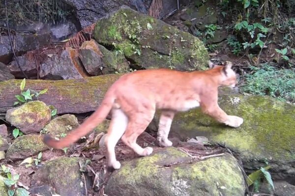 Onça Parda é avistada no Parque Estadual dos Três Picos-RJ - em Nova Friburgo