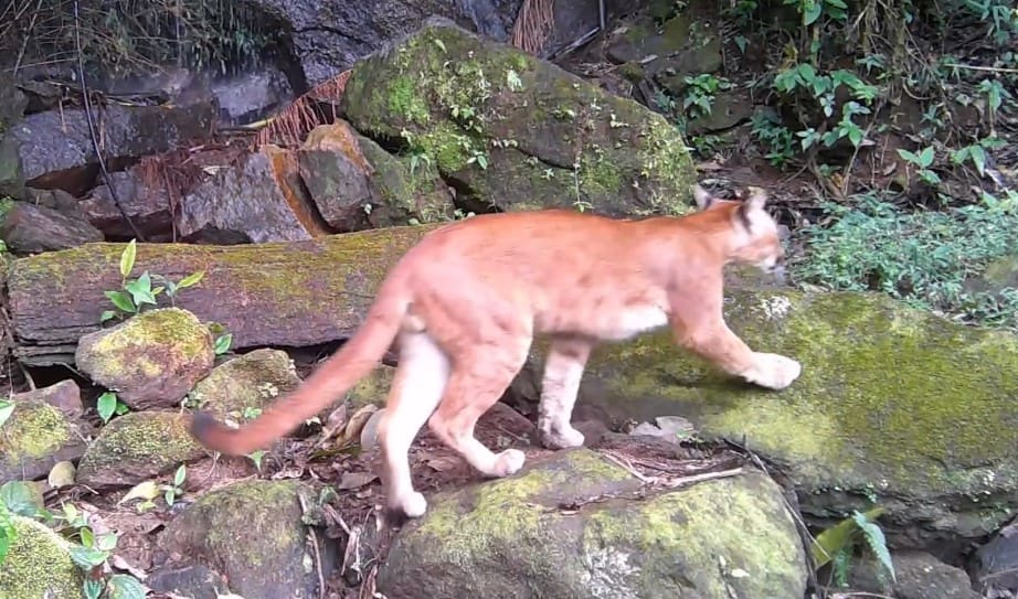 Onça Parda é avistada no Parque Estadual dos Três Picos-RJ - em Nova Friburgo