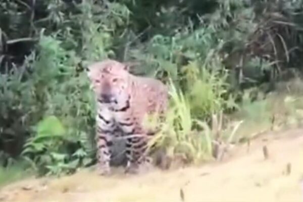 Onça Pintada em Nova Friburgo é falsa. Ela foi avistada em estrada do Mato Grosso