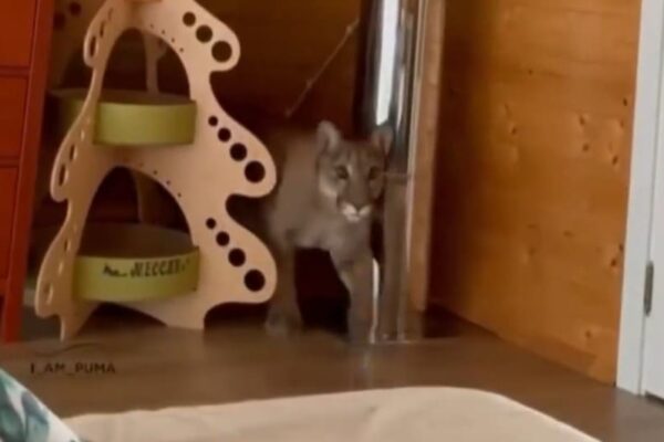 Onça parda Messi é adotada por casal e é o animal selvagem mais domesticado do mundo