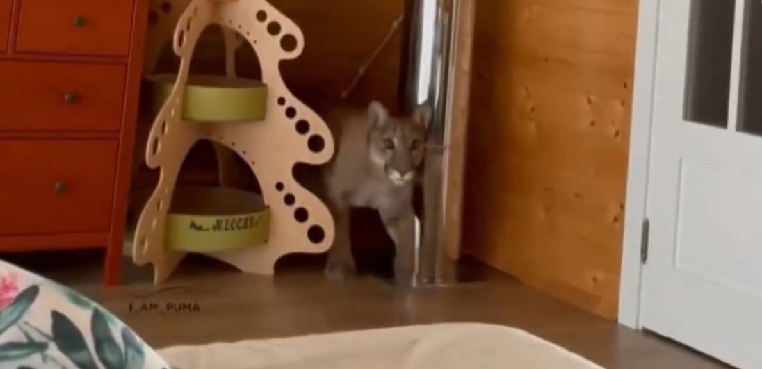 Onça parda Messi é adotada por casal e é o animal selvagem mais domesticado do mundo