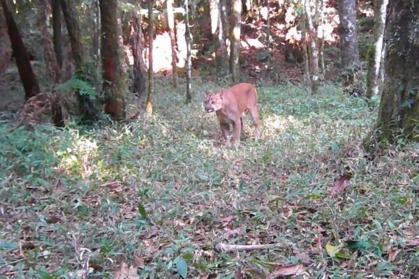Onça parda é avistada no Pico da Caledônia em Nova Friburgo
